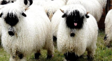 Cừu mũi đen Valais