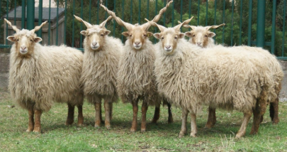Cừu Racka