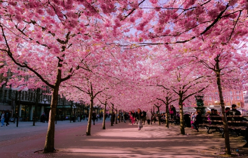 Lễ hội ngắm hoa anh đào, Nhật Bản