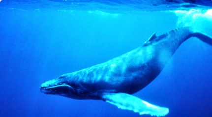Cá voi xanh