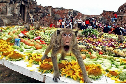 Lễ hội dành cho khỉ ở Thái Lan