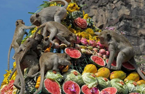 Lễ hội dành cho khỉ ở Thái Lan